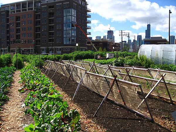 Jardins urbanos: características, tipos, benefícios 5