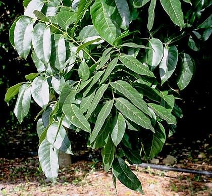 Swietenia macrophylla: características, habitat, usos, cultivo 6