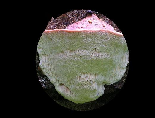 10 fungos extintos e suas características 5