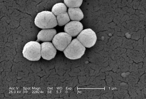 Micrococcus luteus: características, morfologia, doenças 1