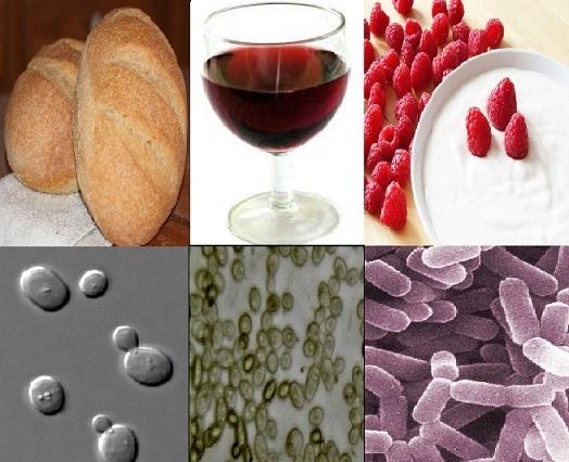 Microrganismos mais utilizados no setor de alimentos 1