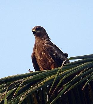 51 animais com a letra M 4