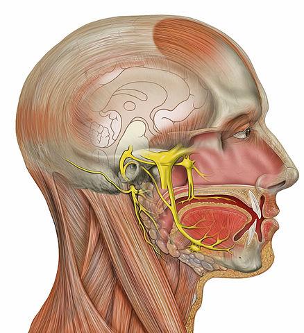 Nervos cranianos: origem real e aparente, funções, anatomia 5