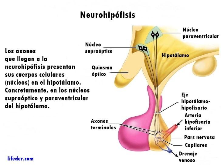 Neuro-hipófise: desenvolvimento, função e doenças