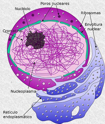 Nucleoplasma: características, estrutura e funções 1