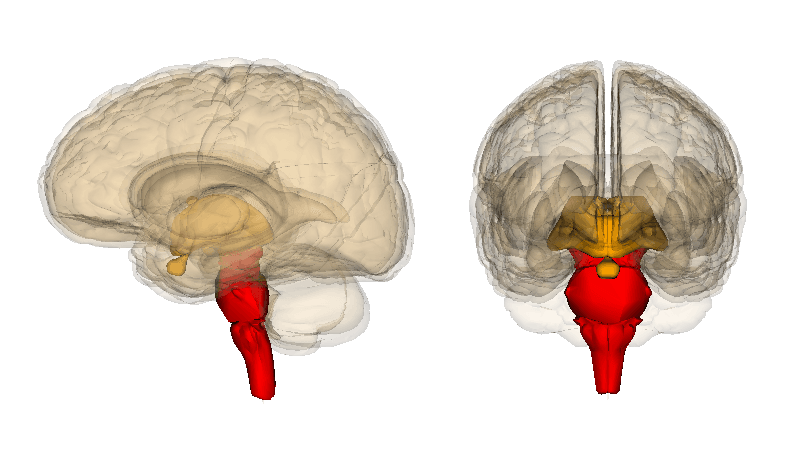 Pedúnculos cerebrais: anatomia e funções (com imagens) 2