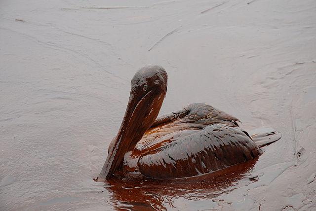 Derramamento de óleo no Golfo do México (2010): causas, consequências 4