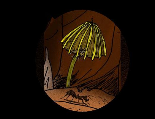 10 fungos extintos e suas características 4