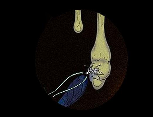 10 fungos extintos e suas características 3