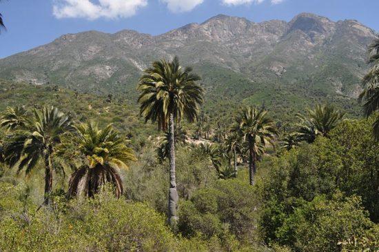 Zona Central do Chile: Clima, Flora, Fauna e Economia 3