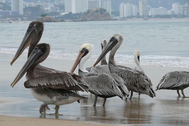 Quais são os componentes naturais de Guerrero? 19
