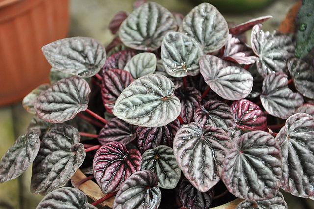 Piperaceae: características, distribuição e habitat, exemplos 1