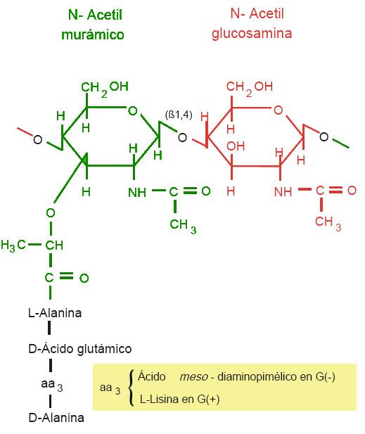 Peptidoglicano: Funções, Estrutura e Síntese 1