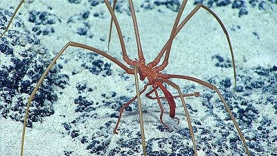 Pycnigonids Pycnogonides : caractéristiques, habitat, reproduction, alimentation ...