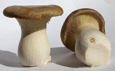 Pleurotus eryngii: características, habitat, cultivo e propriedades 1