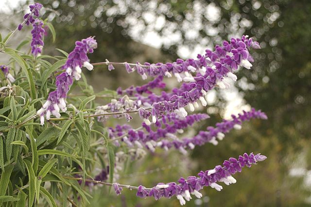 Salvia leucantha: características, habitat, propriedades 3