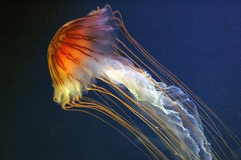 Sciphozoa: características, habitat, reprodução, alimento 2