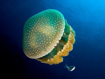 Sciphozoa: características, habitat, reprodução, alimento 3