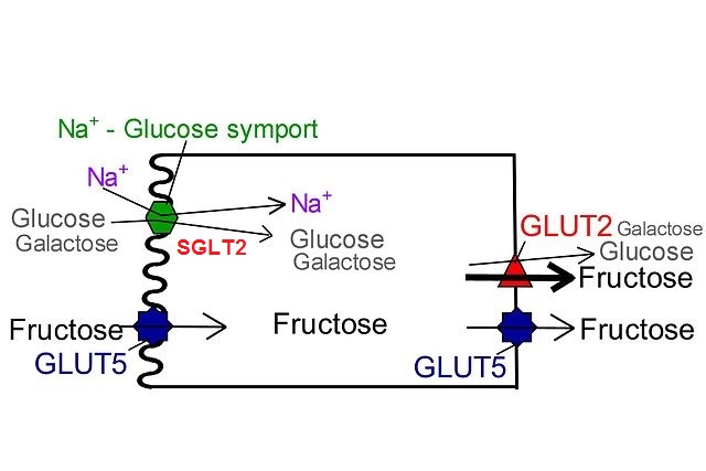 SGLT2 (cotransportador de glicose de sódio) 1