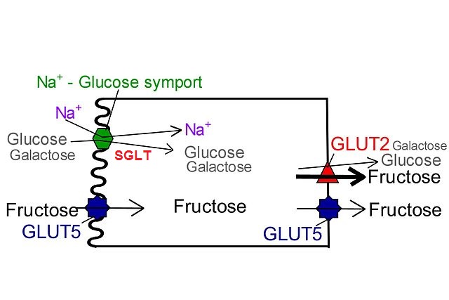 SGLT (proteínas de transporte de sódio-glicose) 1