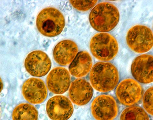 Algas unicelulares: características e exemplos de espécies 2