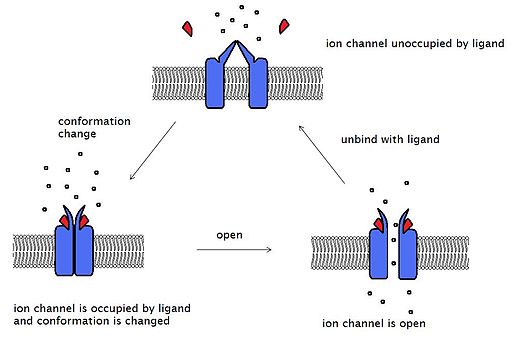 Receptores de membrana: funções, tipos, como eles funcionam 2