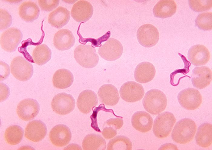 Trypanosoma Brucei Egenskaper Morfologi Biologisk Syklus Trypanosoma Brucei Egenskaper Morfologi Biologisk Syklus