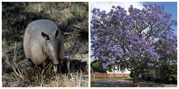 Flora e fauna de Tucumán: espécies representativas 1