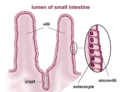 Células de Paneth: características, funções, histologia 4