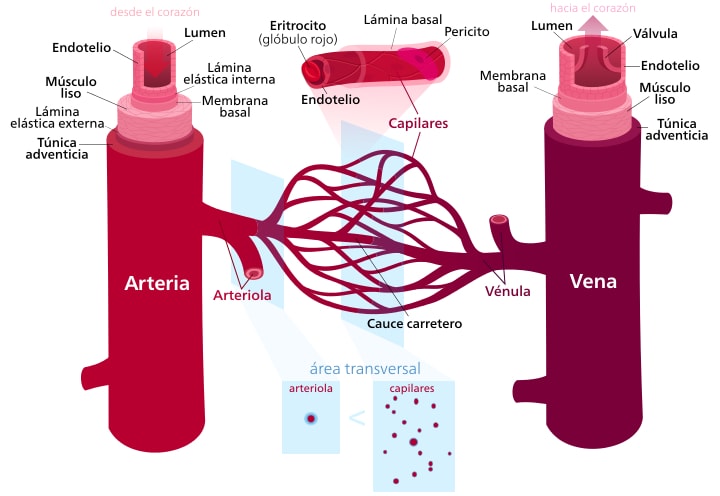 Arteríolas: características, histologia, funções 1