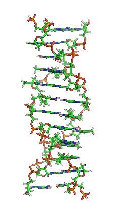 DNA: história, funções, estrutura, componentes 8