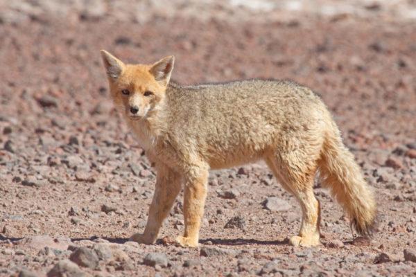 Zona Central do Chile: Clima, Flora, Fauna e Economia 4