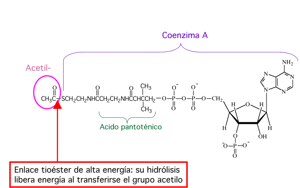 Ester Link: Características e Tipos 10