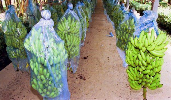 Agricultura da região do Caribe: principais culturas 1