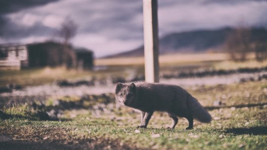 Agrizoofobia (medo de animais selvagens): sintomas, causas e tratamento 1