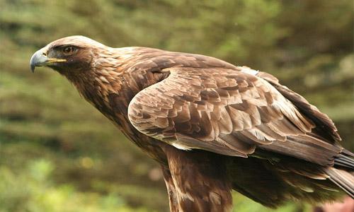 Águia dourada: características, habitat, reprodução, alimentação 1