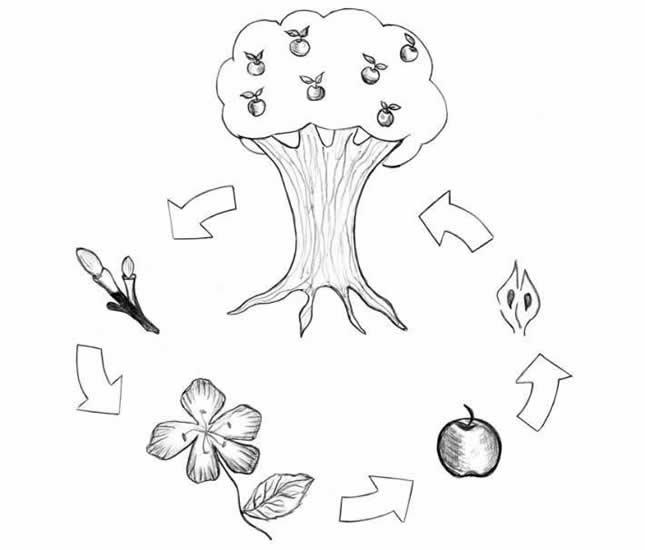 Ahuehuete: Ciclo de Vida, Significado e Características 6