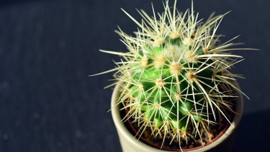 Aichmophobia: medo irracional de objetos cortantes ou cortantes 14