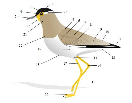 Respirar pássaros: estruturas e elementos 2
