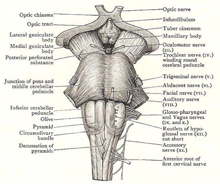 Bulbo da coluna vertebral: anatomia, partes e funções (com imagens) 6