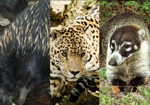 Fauna de clima tropical: 25 animais característicos 4