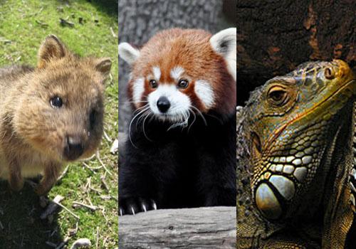 Fauna de clima tropical: 25 animais característicos 5
