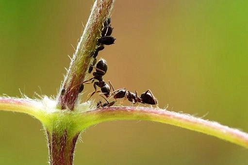 Os 8 animais que começam com H mais relevantes 3