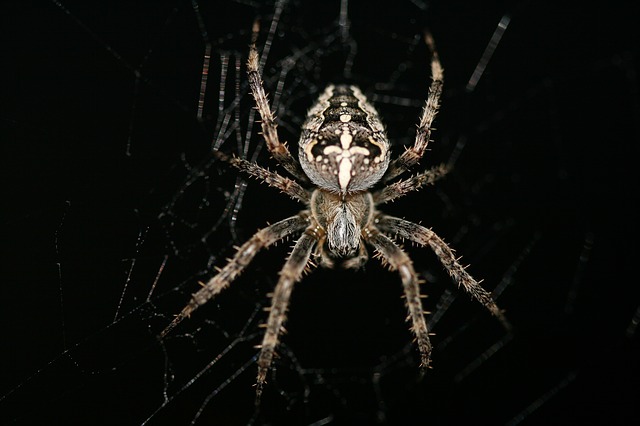 Aranha de jardim: características, habitat, reprodução 1