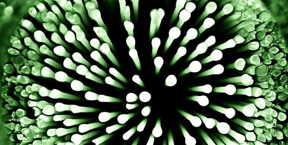 Ureaplasma Urealyticum: sintomas, contágio e tratamento 34