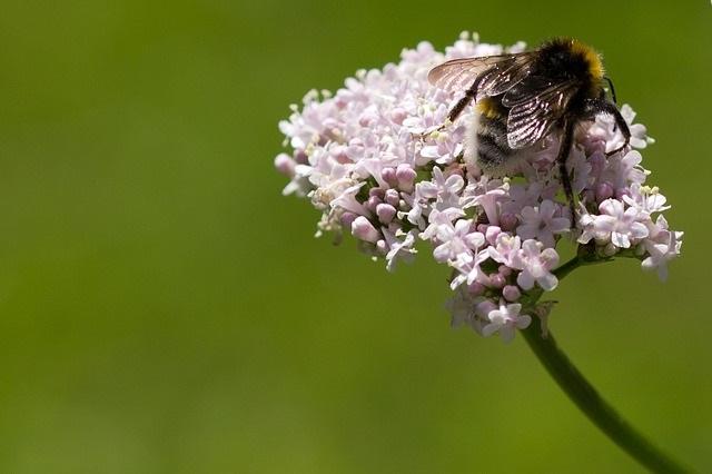 Para que serve Valerian? 11 Benefícios para a saúde 1