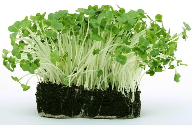 Simbiose: tipos, características e exemplos na natureza 4
