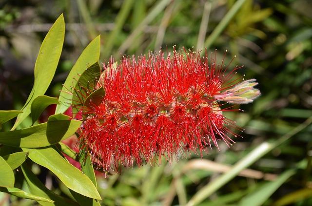 Myrtaceae: características, habitat, taxonomia e classificação 1
