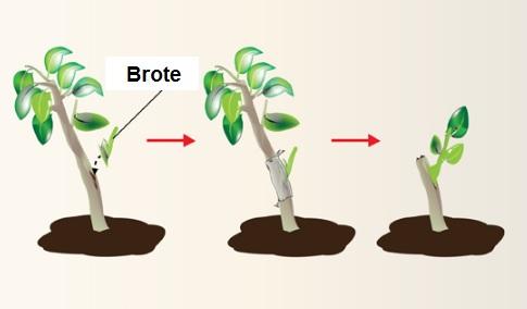 Qual é a brotação em plantas e animais? 4