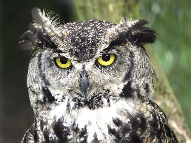 20 animais em Kaqchikel (com pronúncia) 12